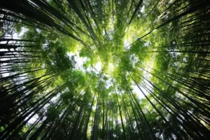 foresta_natura_ecologia_profonda1